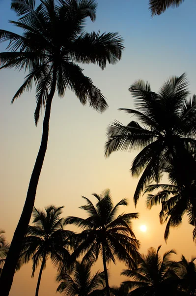 Palmy i słońce, tropikalny zachód w goa, Indie — Zdjęcie stockowe