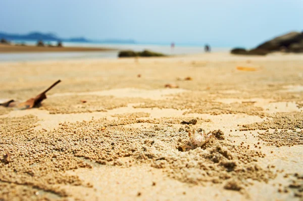 Granchio su sfondo spiaggia tropicale — Foto Stock