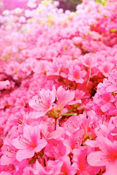 Flores florescendo. Bela flor rosa — Fotografia de Stock