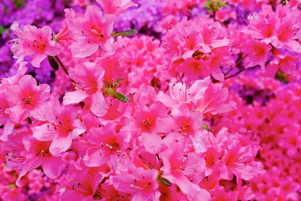 Flowers blooming. Beautiful pink blossom — Stock Photo, Image