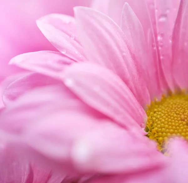 Beautiful spring daisy flowers . macro shoot — Stock Photo, Image