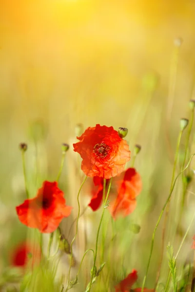 Campo de Maíz Flores de Amapola Papaver rhoeas en primavera — Foto de Stock