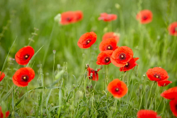 Pellolla maissi Unikko Kukat Papaver rhoeas keväällä — kuvapankkivalokuva