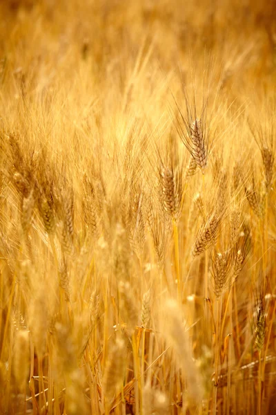 Agricoltura golen sfondo in Toscana — Foto Stock