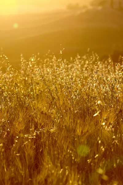 Agricultura Contexto — Fotografia de Stock