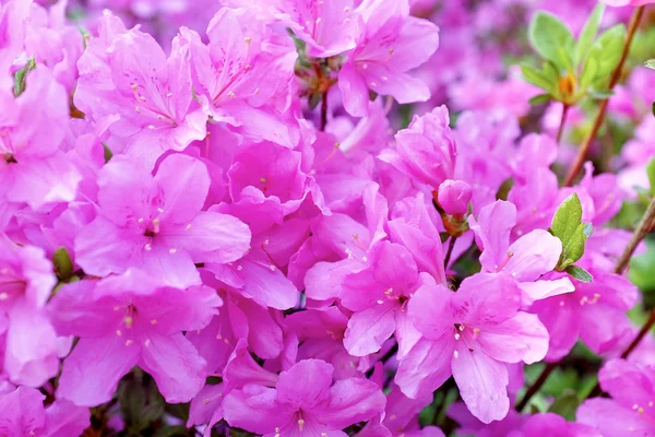 Summer flowers background — Stock Photo, Image