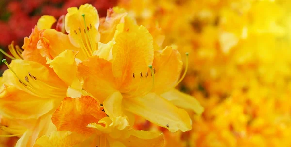 Zomer bloemen achtergrond — Stockfoto