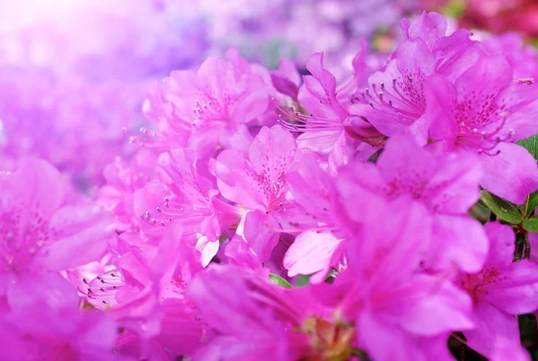 Letní květy pozadí — Stock fotografie
