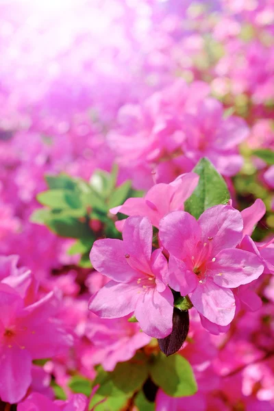 Zomer bloemen achtergrond — Stockfoto