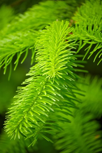 Green background Stock Image