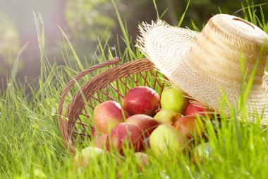 Kırmızı elma ve yeşil çim Bahçe sepeti