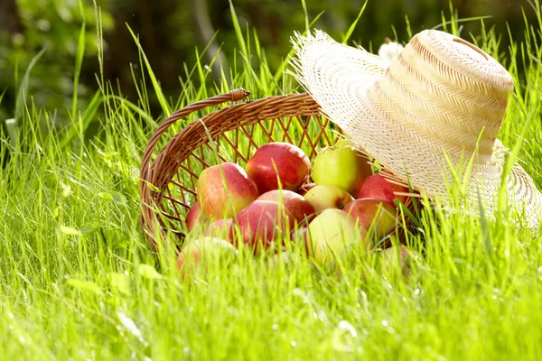 Äpple i trädgården — Stockfoto