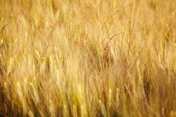 Agriculture golen background in Tuscany — Stock Photo, Image