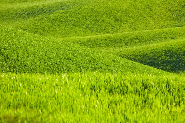 Böljande gröna kullar — Stockfoto