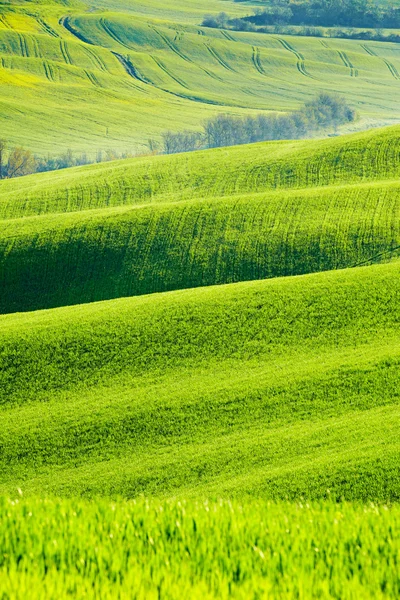 Прокатки зелені пагорби — стокове фото