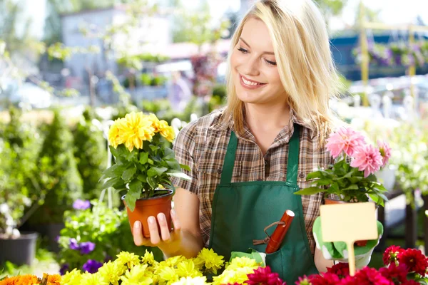 Floristin arbeitet mit Blumen in einem Gewächshaus. — Stockfoto