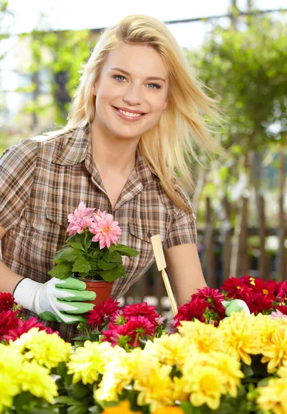 Çiçekçi kadın bir serada çiçeklerle çalışıyor.. — Stok fotoğraf