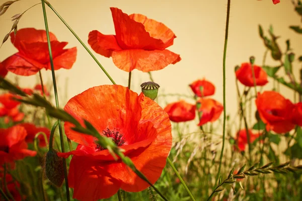 Field of Poppy Flowers Papaver rhoeas in Spring — Stock Photo, Image