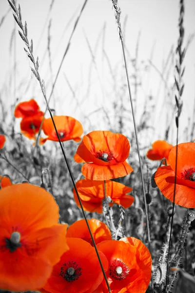 Amapolas rojas en el campo BW —  Fotos de Stock