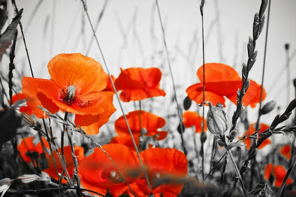 Rode papavers op bw veld — Stockfoto