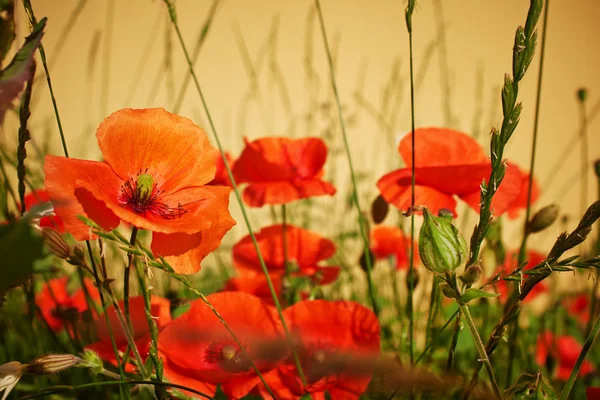 Field of Poppy Flowers Papaver rhoeas in Spring — Stock Photo, Image