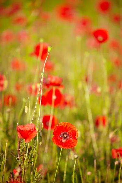 Mohnblumenfeld Papaver rhoeas im Frühling — Stockfoto