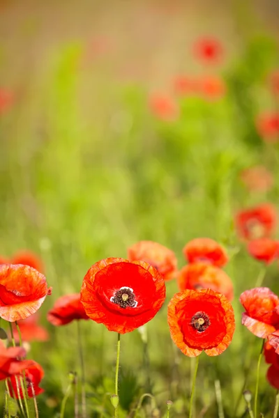 Pole kwiatów maku papaver rhoeas wiosną — Zdjęcie stockowe