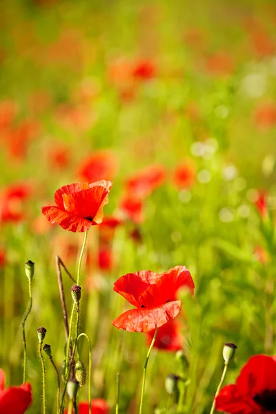 Field of Poppy Flowers Papaver rhoeas in Spring — Stock Photo, Image