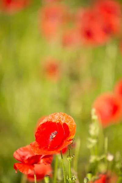 Pole kwiatów maku papaver rhoeas wiosną — Zdjęcie stockowe