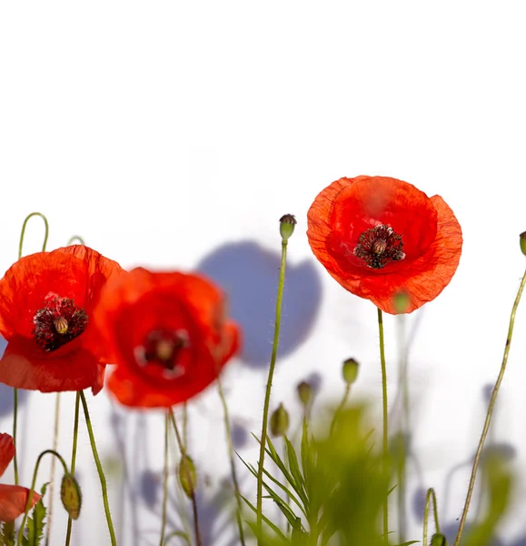 Field of beautiful red poppies isolated on white with shadow — Stock Photo, Image