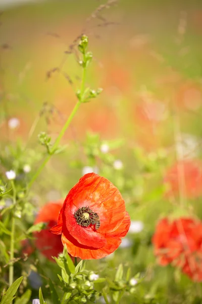 Red poppies with out of focus poppy field in background. — Stock Photo, Image