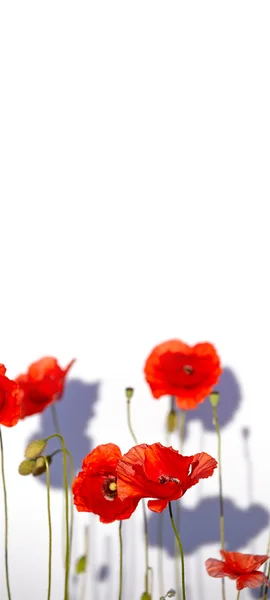 Campo de hermosas amapolas rojas aisladas en blanco con sombra — Foto de Stock