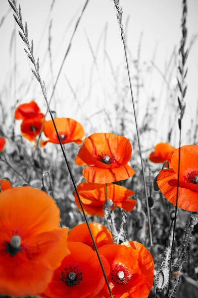 Red poppies on BW field — Stock Photo, Image