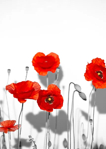 Field of beautiful red poppies isolated on white with shadow — Stock Photo, Image