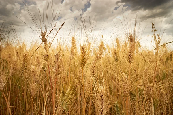 Bonito prado de cultura dourada no céu — Fotografia de Stock