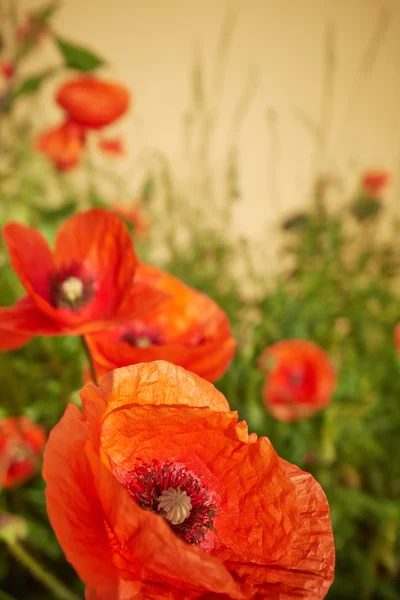 Spring Field of Poppy Flowers — Stock Photo, Image