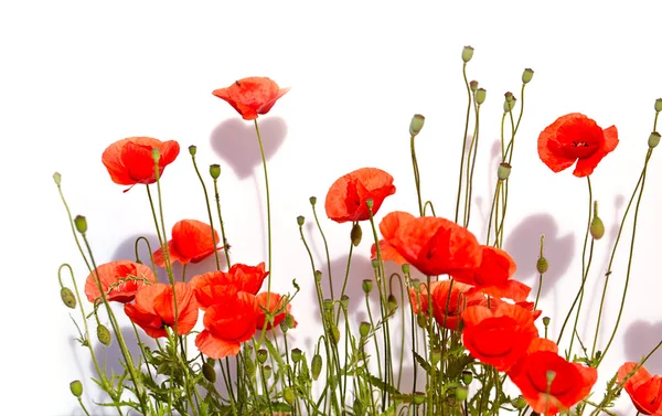 Amapolas rojas aisladas — Foto de Stock