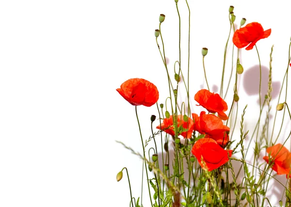 孤立的红色罂粟花 — 图库照片