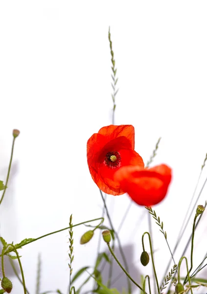 孤立的红色罂粟花 — 图库照片