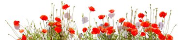 Extra large horizontal frame of poppies isolated on white backgr clipart