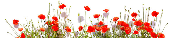 Extra large horizontal frame of poppies isolated on white backgr