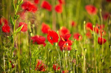 haşhaş çiçekleri