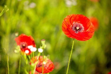 haşhaş çiçekleri