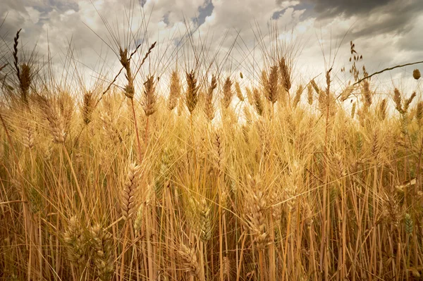 Mooie gouden gewas weide in de hemel — Stockfoto