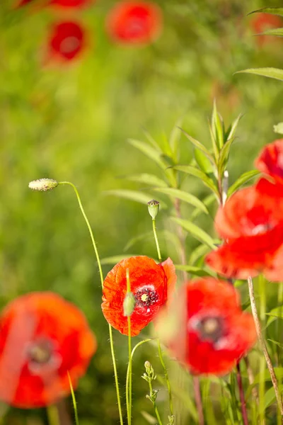 Mohnblumen — Stockfoto