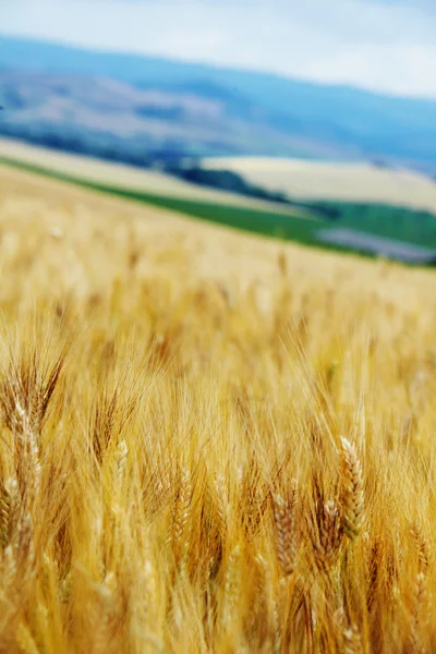 Пшеничное поле в Тоскане — стоковое фото
