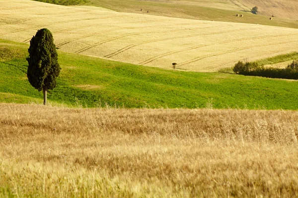 Pšeničné pole — Stock fotografie