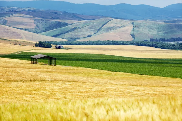 Campo di grano in Toscana — Foto Stock