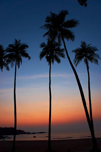 Palmy i słońce, tropikalny zachód w goa, Indie — Zdjęcie stockowe