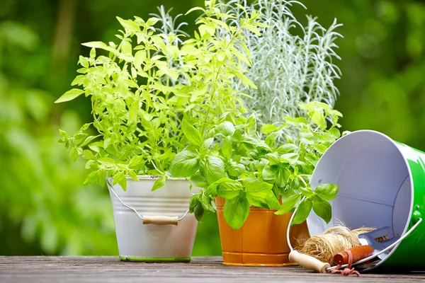 Frische Kräuter in Holzkiste mit Gartengeräten auf der Terrasse — Stockfoto